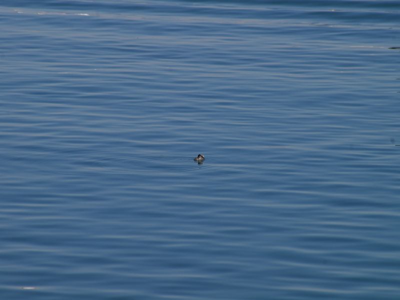IMGP9548.jpg