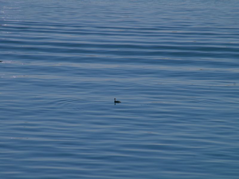 IMGP9549.jpg